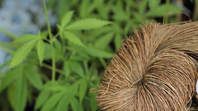 Hemp plant