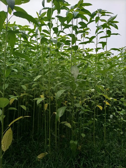 Jute plants Jute plants