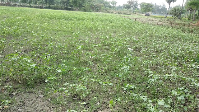 Mesta jute farming Mesta jute farming