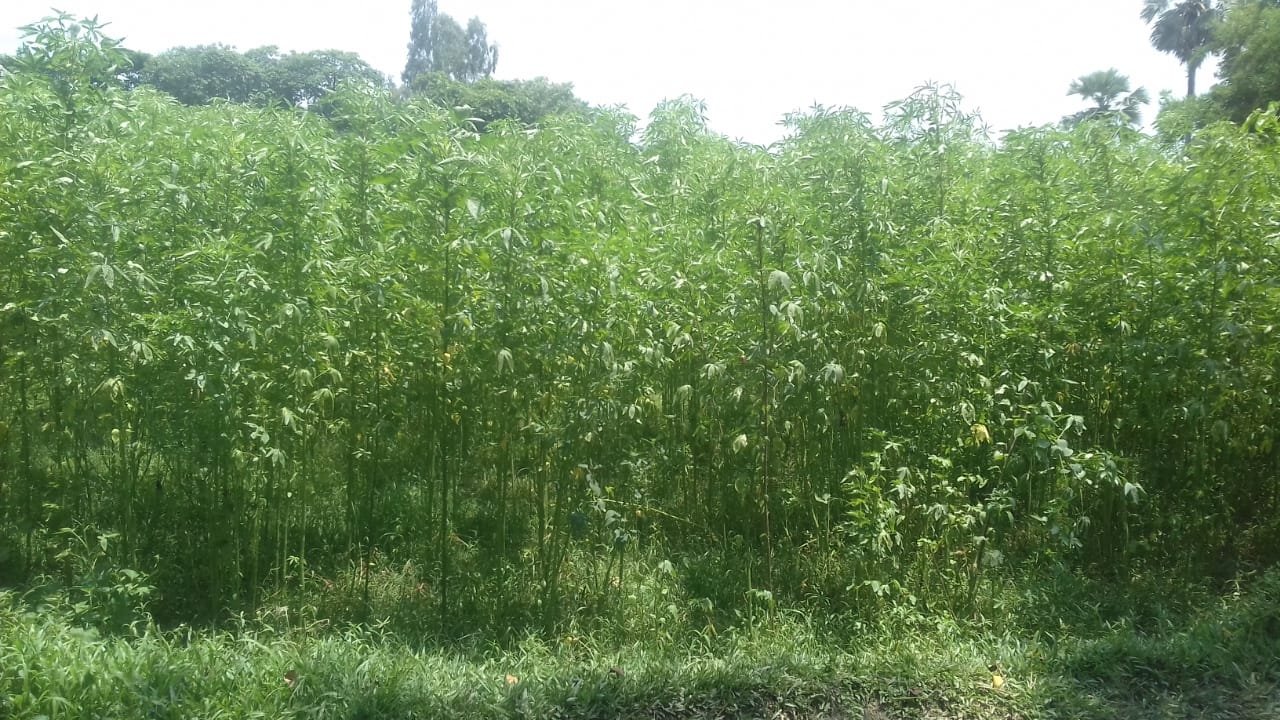 Mesta jute Mesta jute