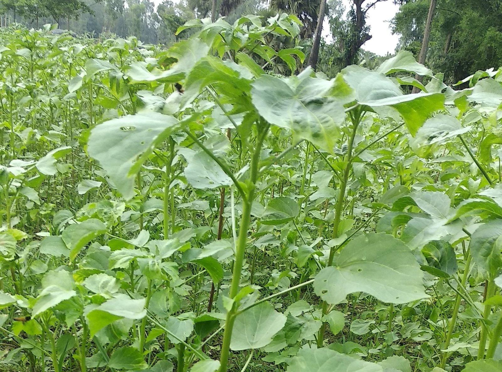 Mesta jute corp Mesta jute corp