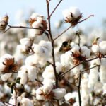 Pima Cotton – What is Pima Cotton?