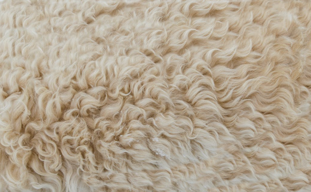 Wool fibre