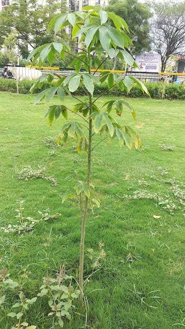 Semal plant