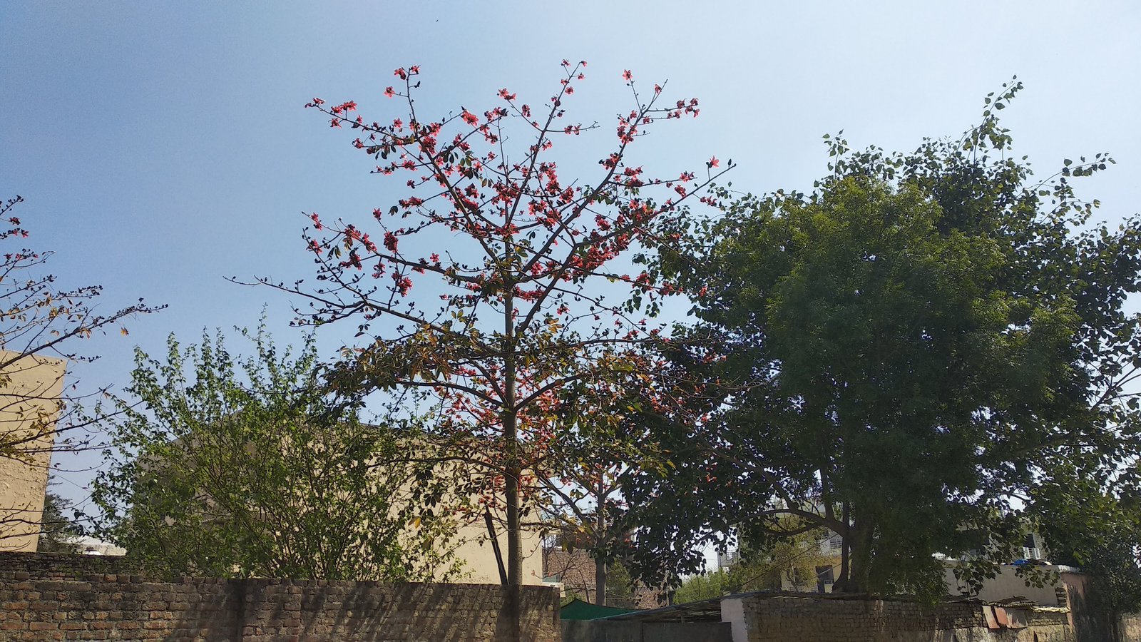 Red cotton tree with flowers Red cotton tree with flowers