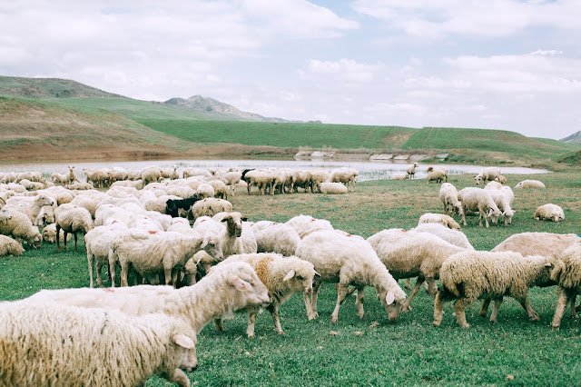 Source of Wool and its uses