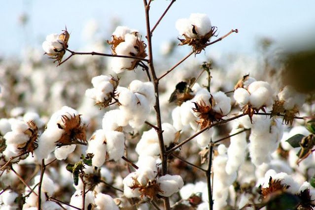 Supima cotton