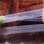 Lotus Silk Explained: Turning Plant Waste into High-Value Eco-Fibre