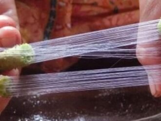 Lotus Fibre