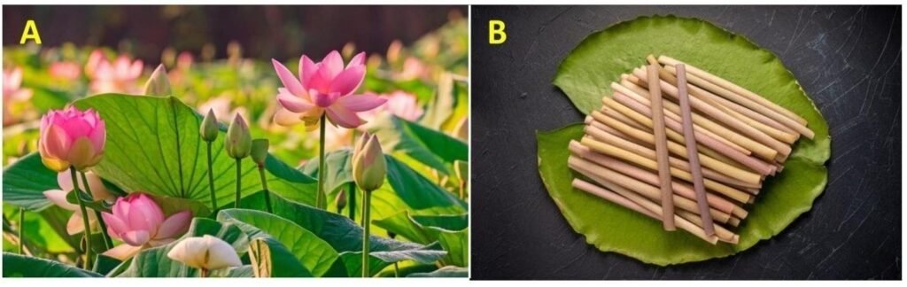 Lotus silk and lotus flower